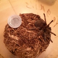 Grammostola Pulchra