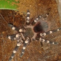 Acanthoscurria geniculata