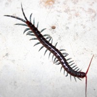 Centipede