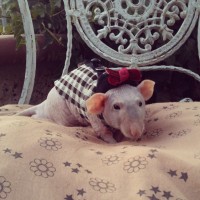 Pooney - The hairless rat