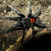Homoeomma sp flame Male