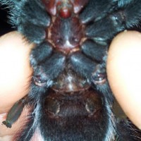 brachypelma albiceps