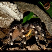 A.Geniculata