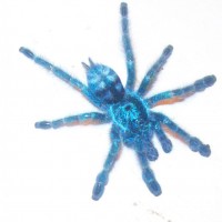 Avicularia Versicolor fresh molt