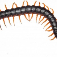 Scolopendra v.viridicornis