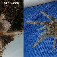 Grammostola pulchripes sling before and after, Swixter