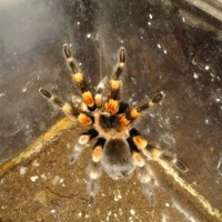 b. smithi