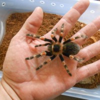 Male Brachypelma smithi