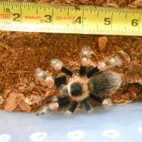 Male Brachypelma smithi