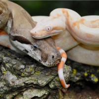 BCI Breeding Pair