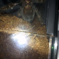 Juvenile B. Smithi, male or female?