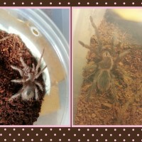 l.parahybana  before and after