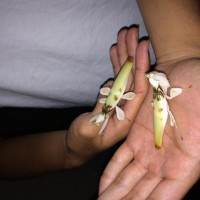 Hymenopus coronatus