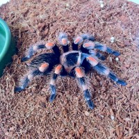 B smithi