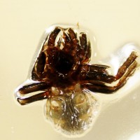 Chromatopelma cyaneopubescens