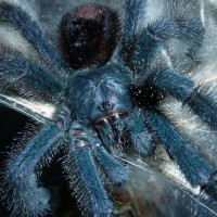 Avicularia sp. "amazonica" (Manaus)