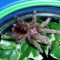 Avicularia minatrix