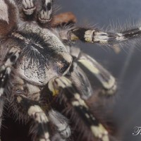 P. Regalis AF