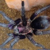 Phormictopus "centumfocensis"