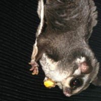 Sugar Gliders