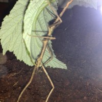 stick insect