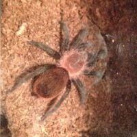 Told it was a b. smithi spiderling
