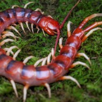 scolopendra gigantea