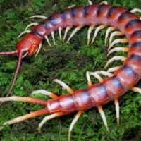 scolopendra gigantea