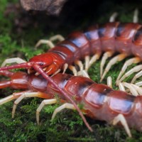 scolopendra gigantea