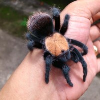 Brachypelma albiceps