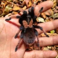 Brachypelma emilia