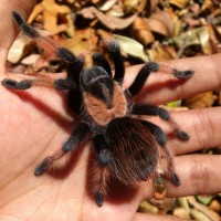 Brachypelma emilia