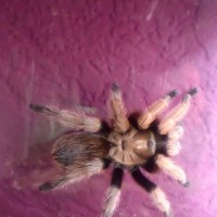 B. boehmei or A. paysoni?