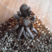 Aphonopelma Seemani?!