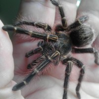 G. pulchripes