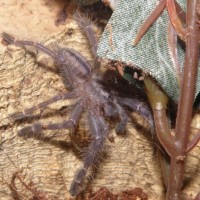 My new P. metallica spiderling eating her first Dubia roach.