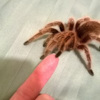 Grammostola rosea