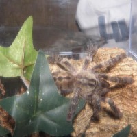 Ghost, my P. striata