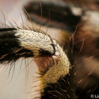 Poecilotheria regalis leg (part)