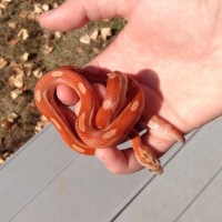 My Corn Snake