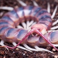 scolopendra gigantea