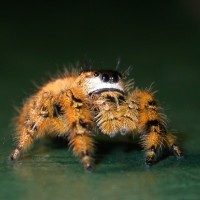 Phidippus otiosus female