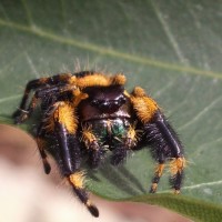 Phidippus otiosus male