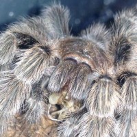 Beautiful G. rosea feeding