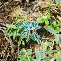 please I'd this tarantula for me.