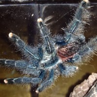 My avic (pet store saved)