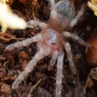 Lasiodora parahybana sling - Brazilian Salmon Pink