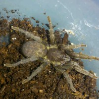 Can anyone tell what specie of tarantula this is?