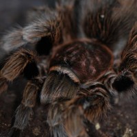 Grammostola rosea