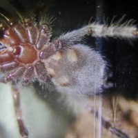 brachypelma smithi 2